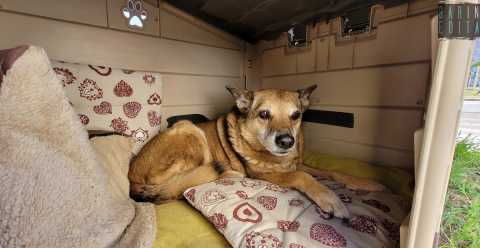 Modugno, la storia di Wally: quel "cane di quartiere" adottato dai residenti 17 anni fa